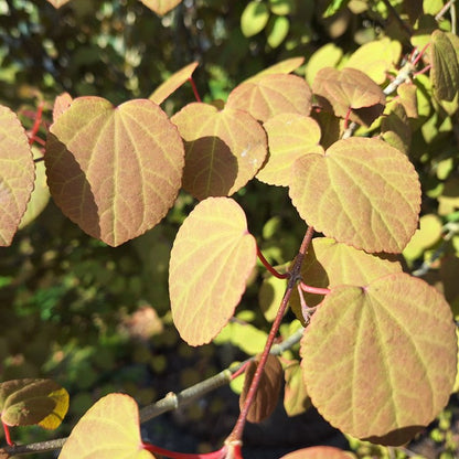 Cercidiphyllum japonicum