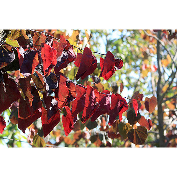 Cercis canadensis 'Forest Pansy'