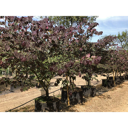 Cercis canadensis 'Forest Pansy'