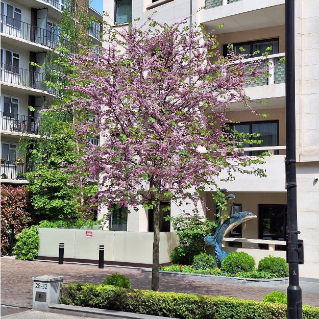 Cercis siliquastrum