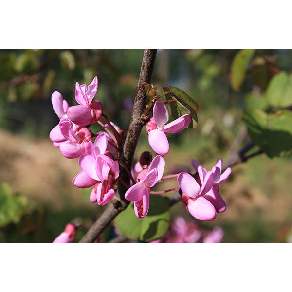 Cercis siliquastrum