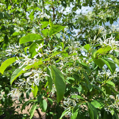 Chionanthus retusus