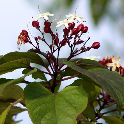 Clerodendron trichotomum