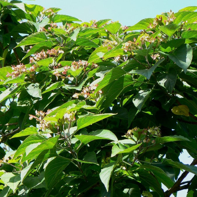 Clerodendron trichotomum