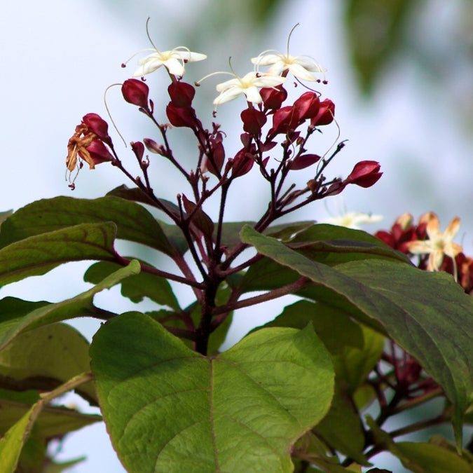 Chance Tree Clerodendrum trichotomum – Majestic Trees