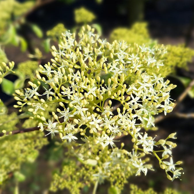 Cornus controversa 'Variegata'