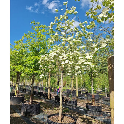 Cornus 'Eddie's White Wonder'