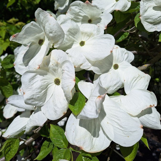 Cornus 'Eddie's White Wonder'