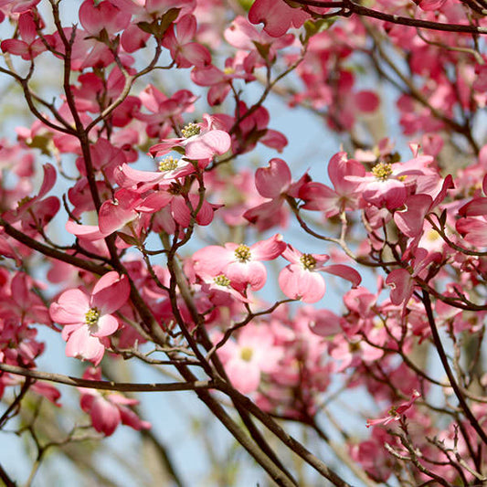 Cornus florida 'Cherokee Sunset'