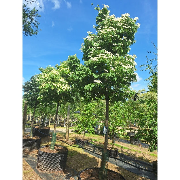 Cornus kousa