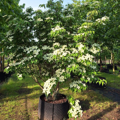 Cornus kousa 'Milky Way'