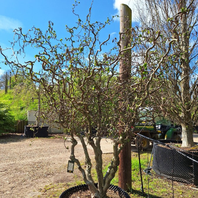 Corylus avellana 'Contorta' – Majestic Trees