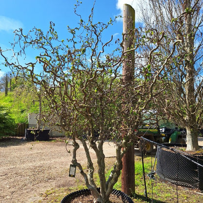 Corylus avellana 'Contorta'