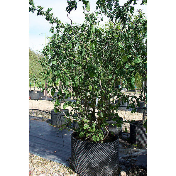 Corylus avellana 'Contorta' – Majestic Trees