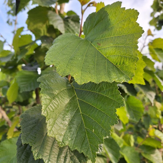 Corylus colurna