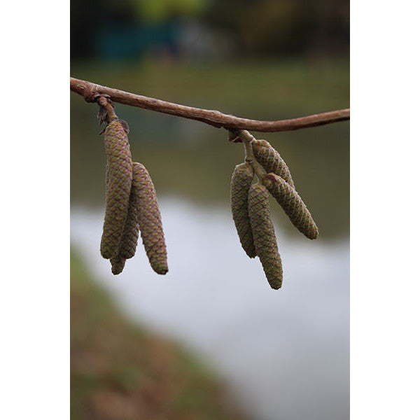 Corylus colurna