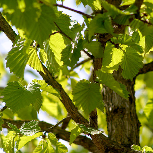 Corylus colurna