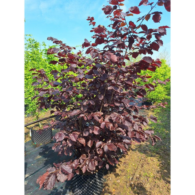 Corylus maxima 'Purpurea'