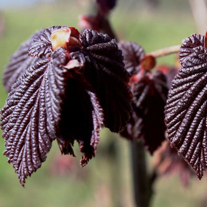 Corylus maxima 'Purpurea'