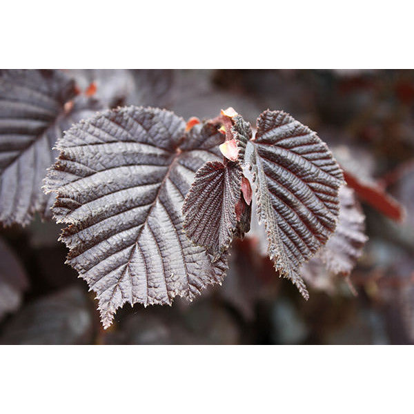 Corylus maxima 'Purpurea'