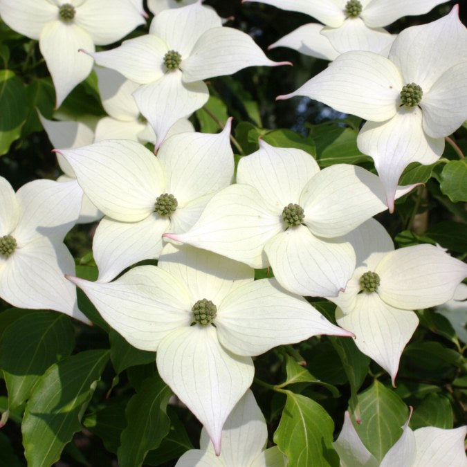 Cornus kousa var. chinensis 'PVG'