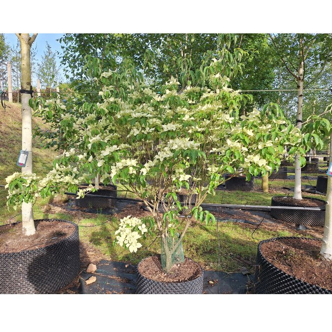 Cornus kousa var. chinensis 'PVG'