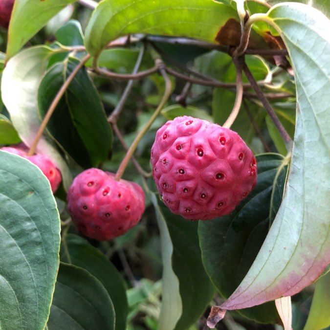 Cornus kousa var. chinensis 'PVG'