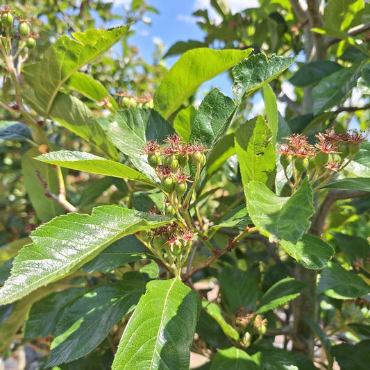 Crataegus x lavalleei 'Carrierei'
