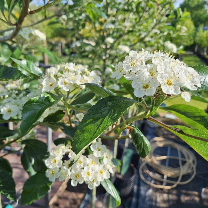 Crataegus x lavalleei 'Carrierei'