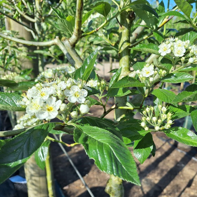 Crataegus x lavalleei 'Carrierei'