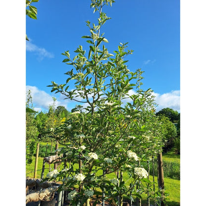 Crataegus x lavalleei 'Carrierei'