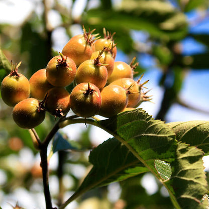 Crataegus x lavalleei 'Carrierei'