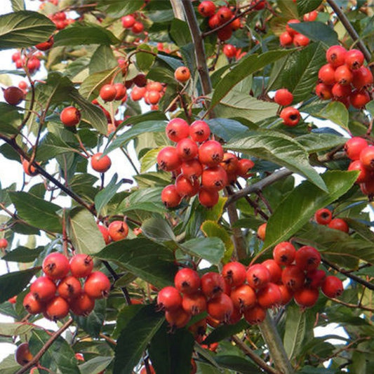 Crataegus x lavalleei 'Carrierei'