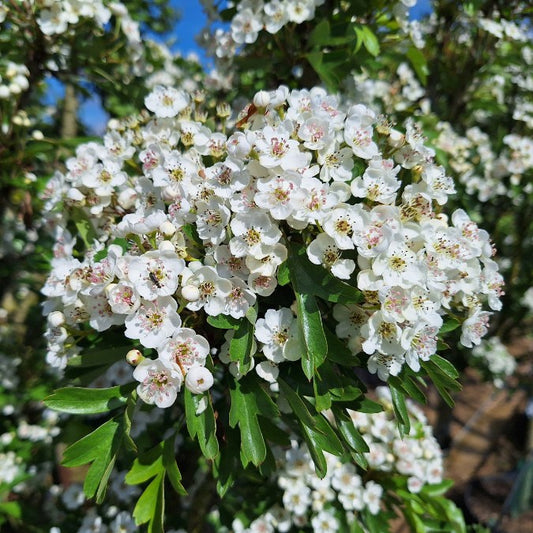 Crataegus monogyna 'Stricta'