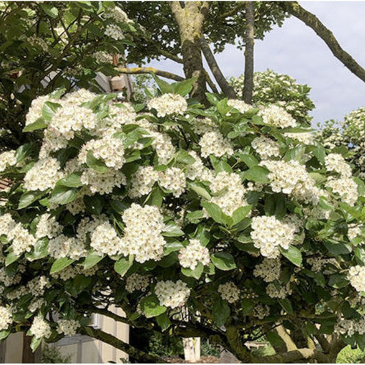 Crataegus x persimilis 'Prunifolia Splendens'