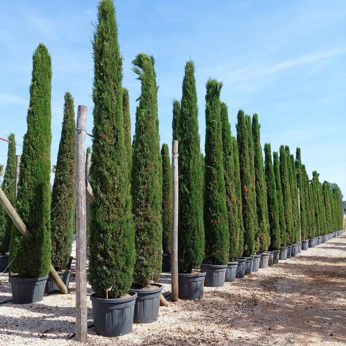 Cupressus sempervirens