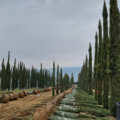 Cupressus sempervirens