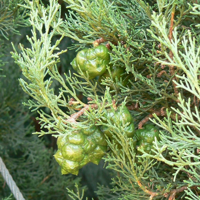 Cupressus sempervirens