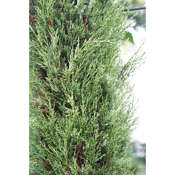 Cupressus sempervirens Stricta Group