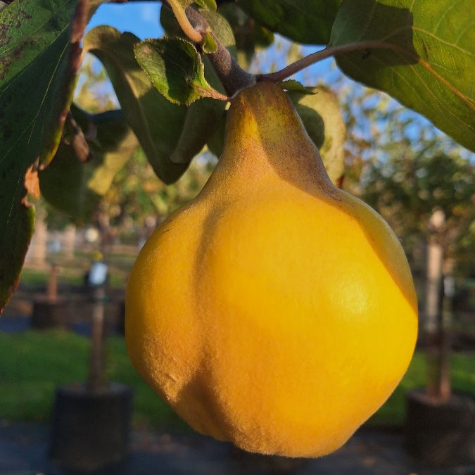 Cydonia oblonga 'Vranja'