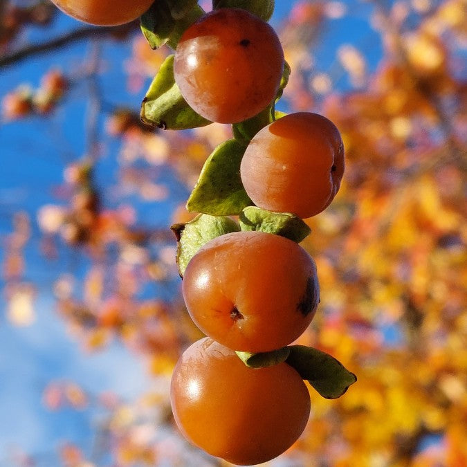 Diospyros lotus