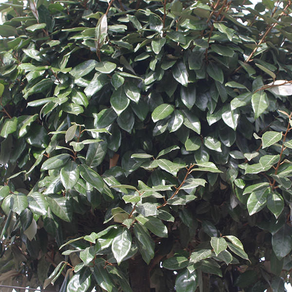 Elaeagnus ebbingei (Hedging)