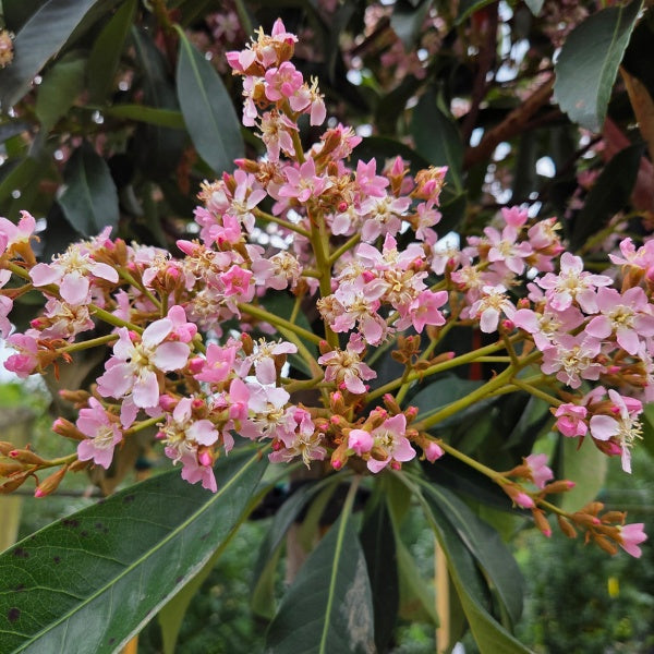 Eriobotrya japonica 'Coppertone'