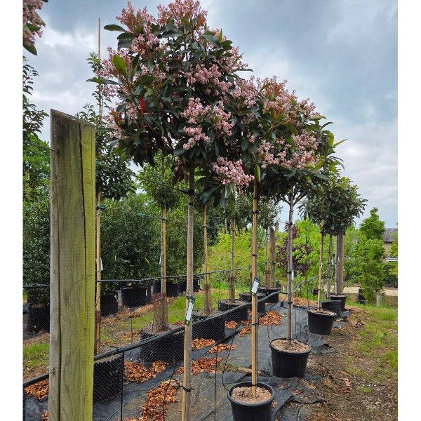 Eriobotrya japonica 'Coppertone'