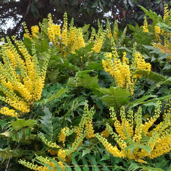 Mahonia x media 'Winter Sun'