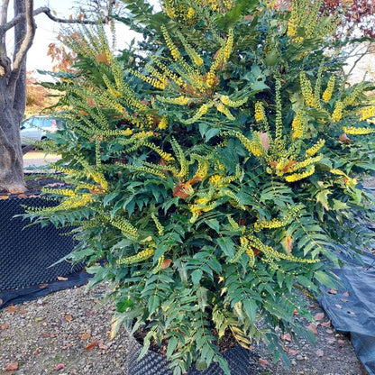 Mahonia x media 'Winter Sun'