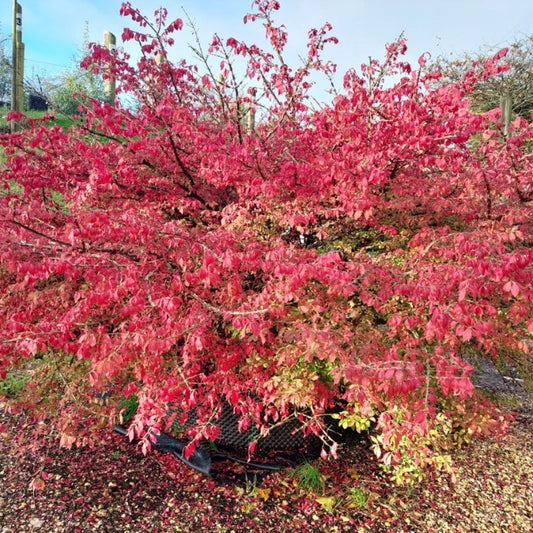 Euonymus alatus