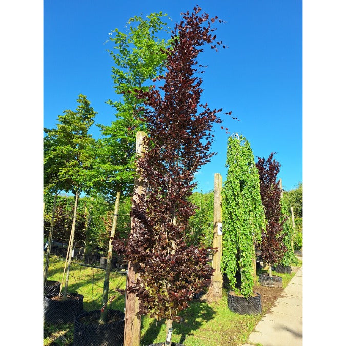 Fagus sylvatica 'Red Obelisk'