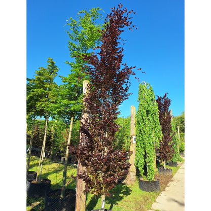 Fagus sylvatica 'Red Obelisk'