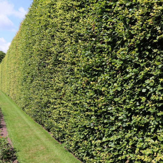 Fagus sylvatica (Hedging)